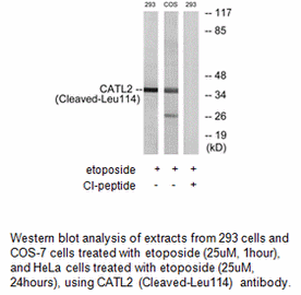 Product image for CATL2 (Cleaved-Leu114) Antibody