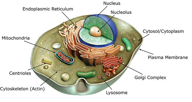 Cell structures