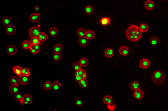 Annexin V iFluor<sup>®</sup> 555