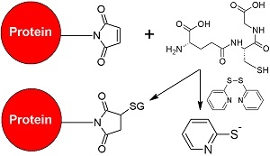 Assay principle