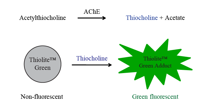 Assay Principle