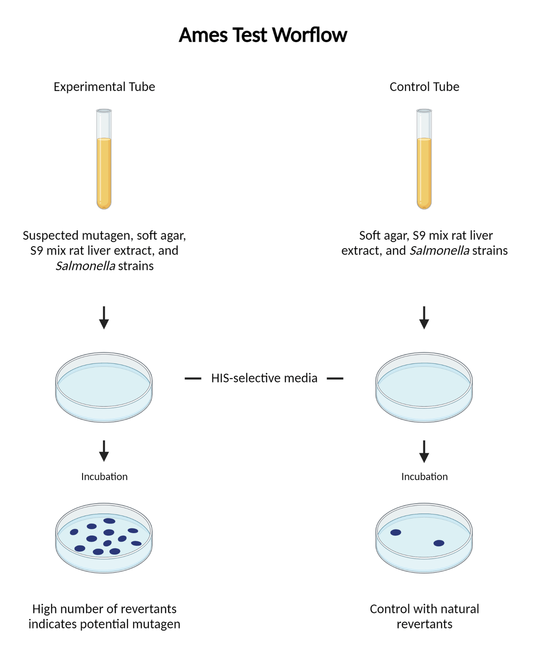 Ames Test Worklfow