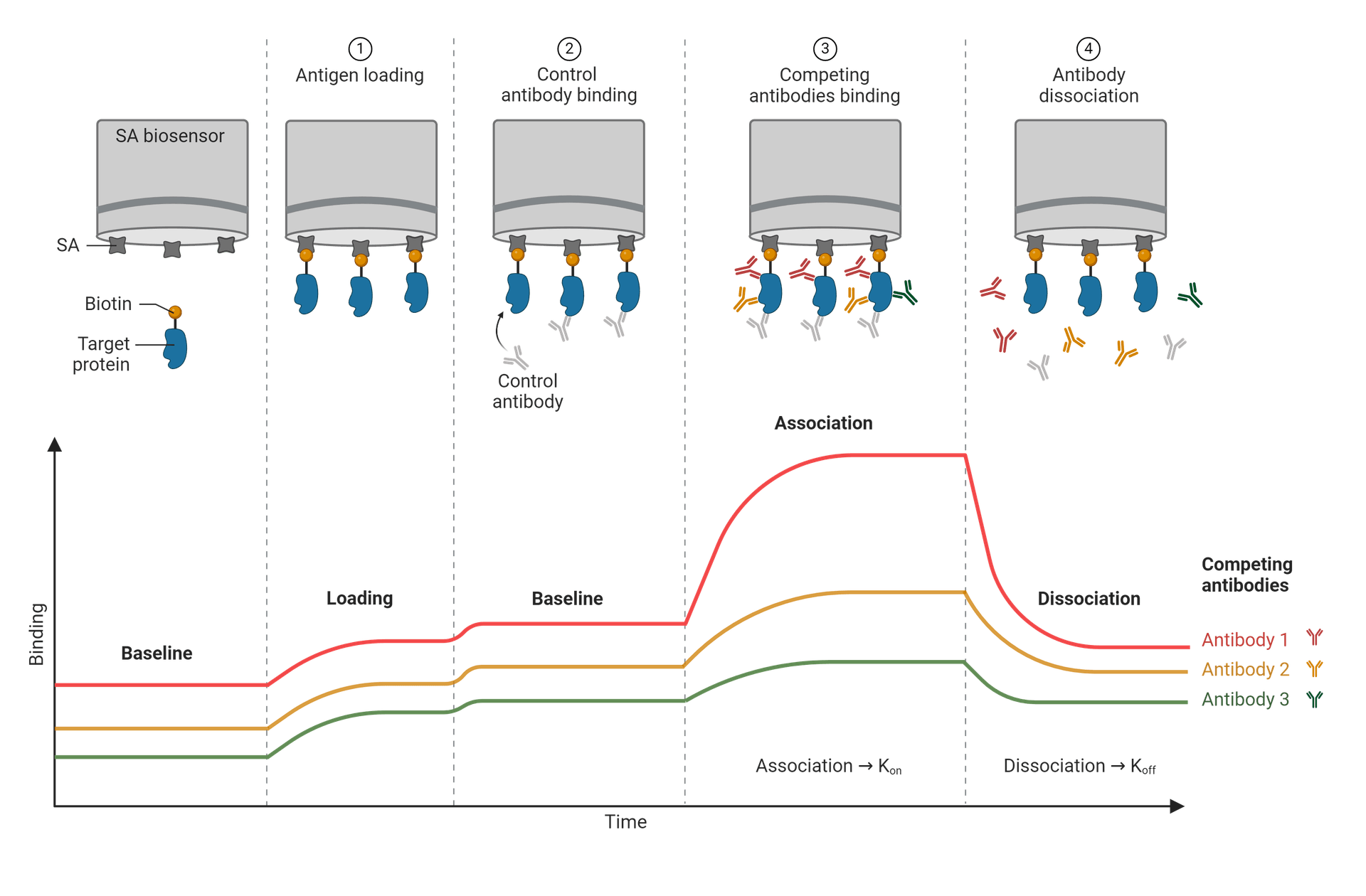 Basic steps of BLI along with the associated stages of the response curve