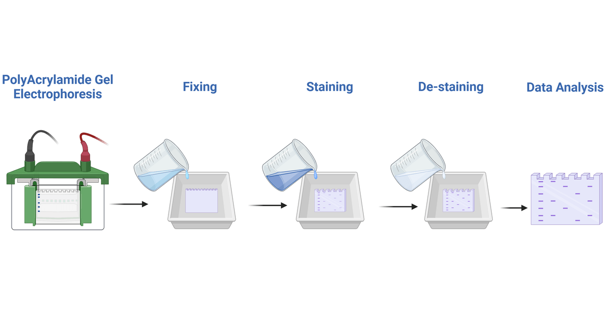 Coomassie staining protocol