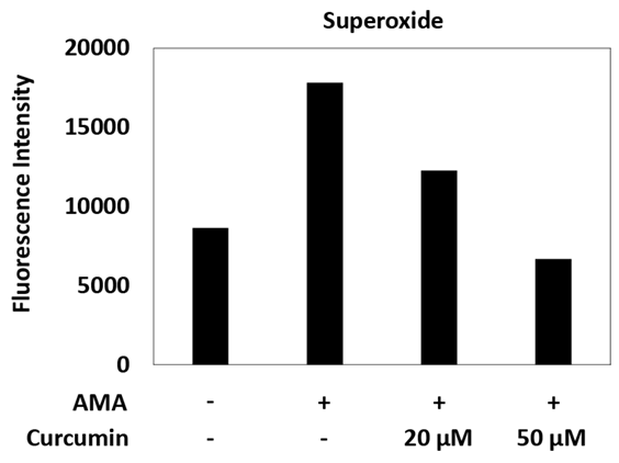 Superoxide_detection_B