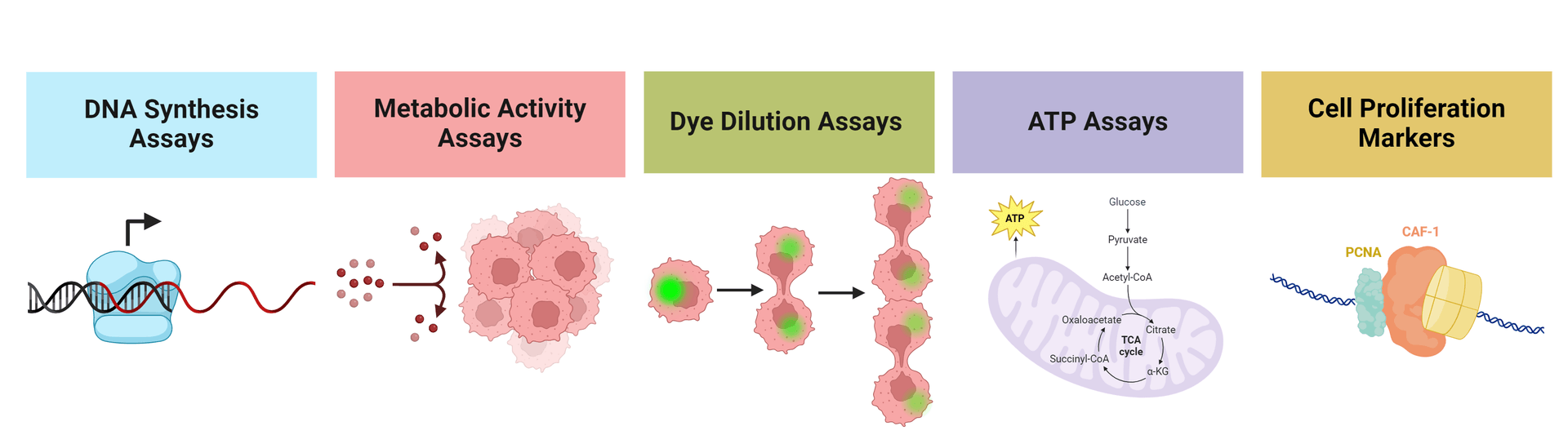 Types of cell proliferation assays