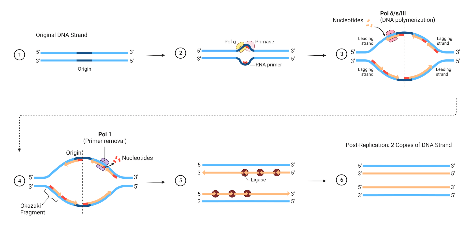 DNA replication