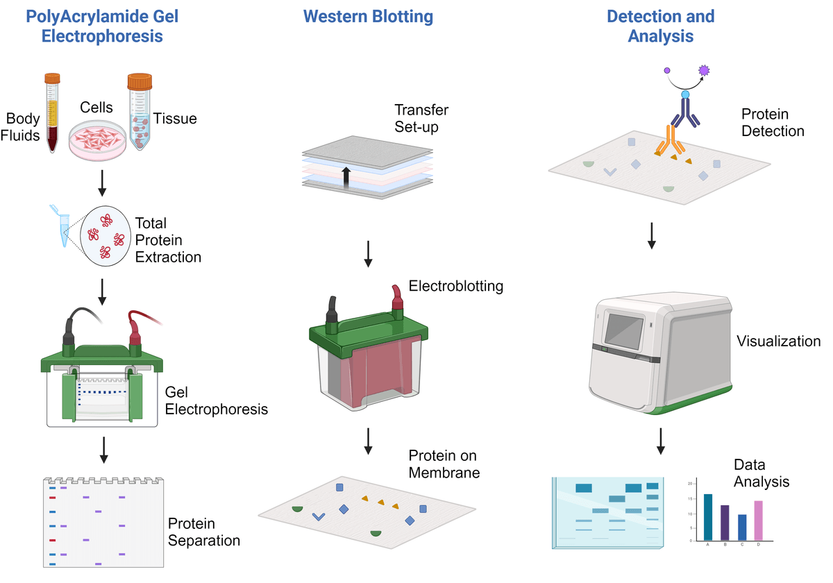 Western Blot Analysis