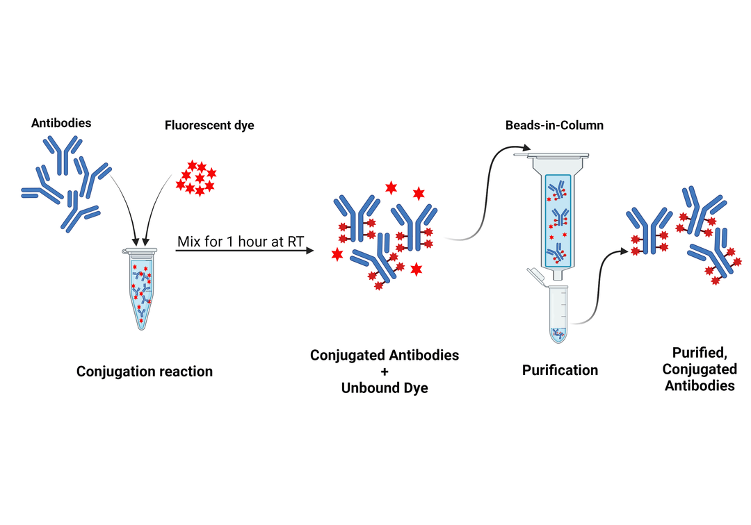 Antibody conjugation protocol