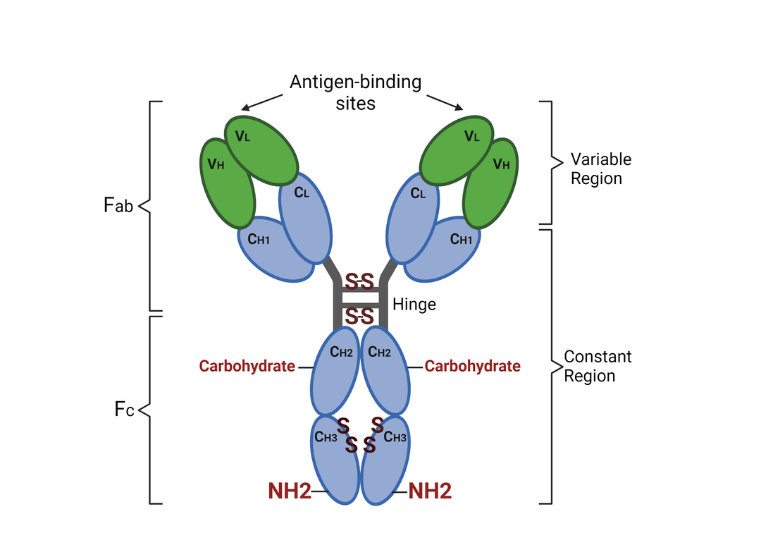 IgG antibody structure