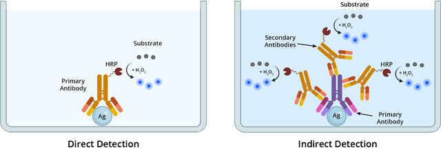 Enzyme-Linked Immunosorbent Assay (ELISA) | AAT Bioquest