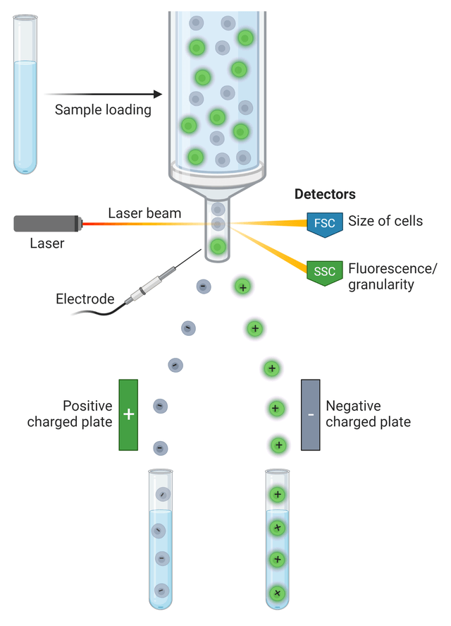 Simplified principle of FACS