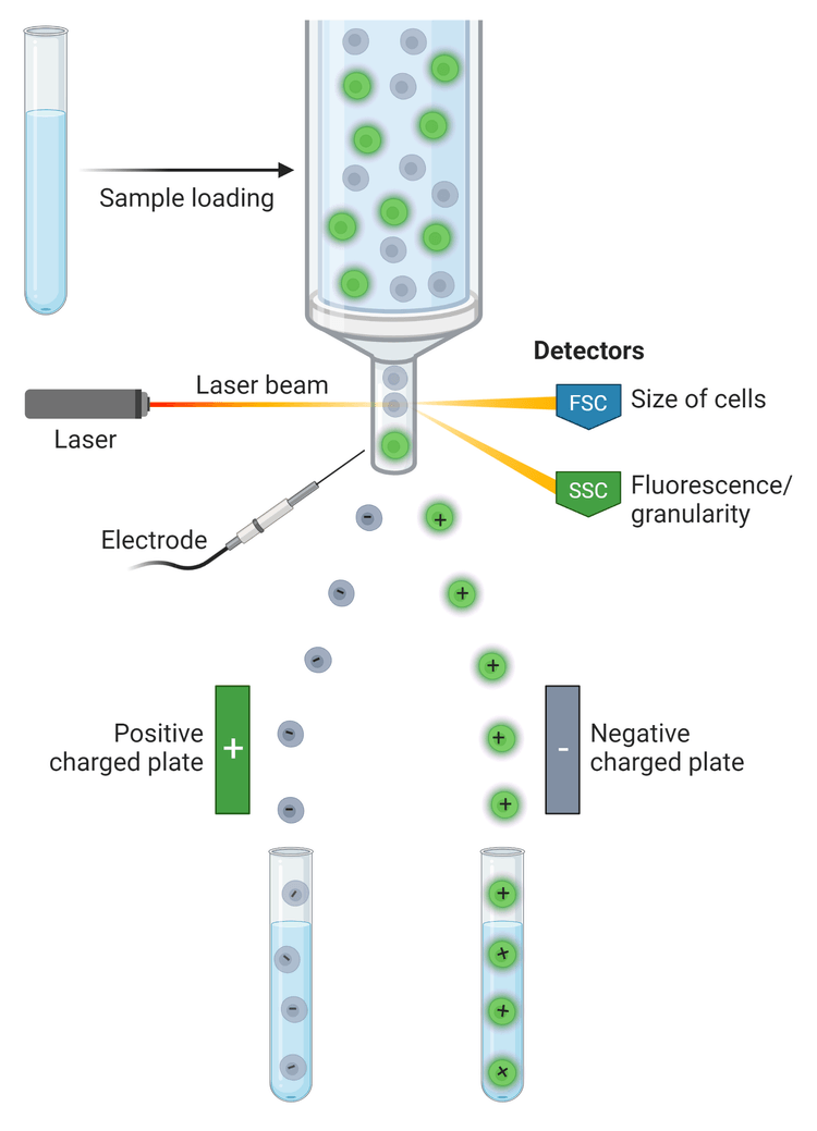 Fluorescence Activated Cell Sorting (facs) 