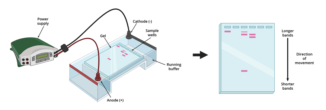 Gel Electrophoresis | AAT Bioquest