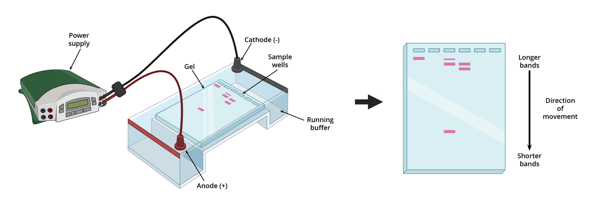 Gel Box Diagram