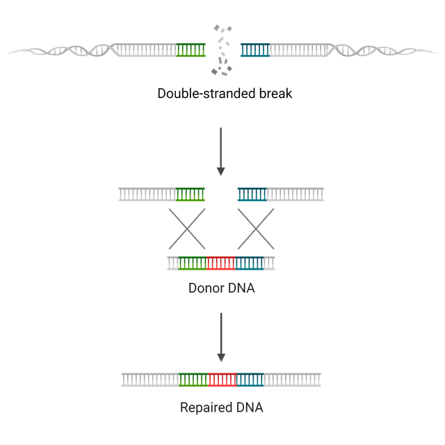 Genome Editing And Crispr Aat Bioquest