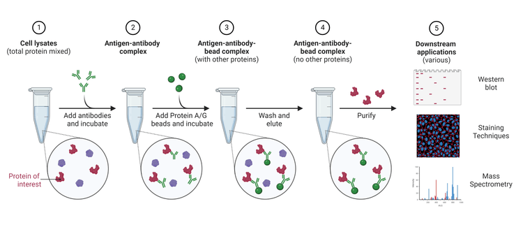 Immunoprecipitation | AAT Bioquest