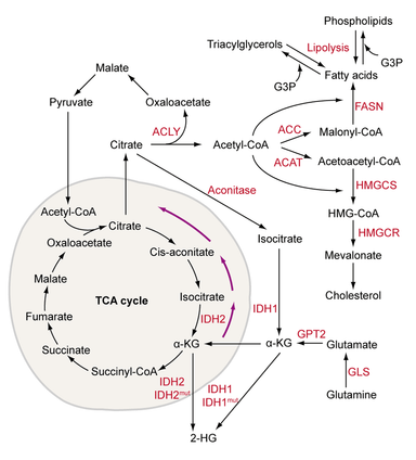 Cell Metabolism | AAT Bioquest