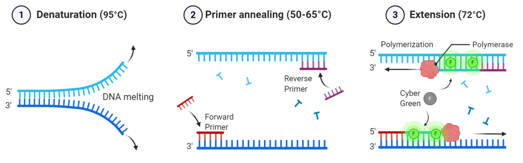 qPCR with Cyber Green