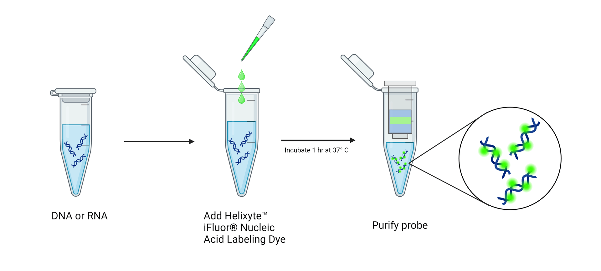 Helixyte™ iFluor® Protocol Diagram