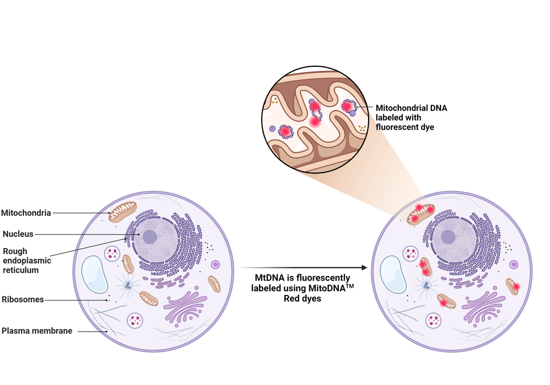 Labeling of Mitochondrial DNA