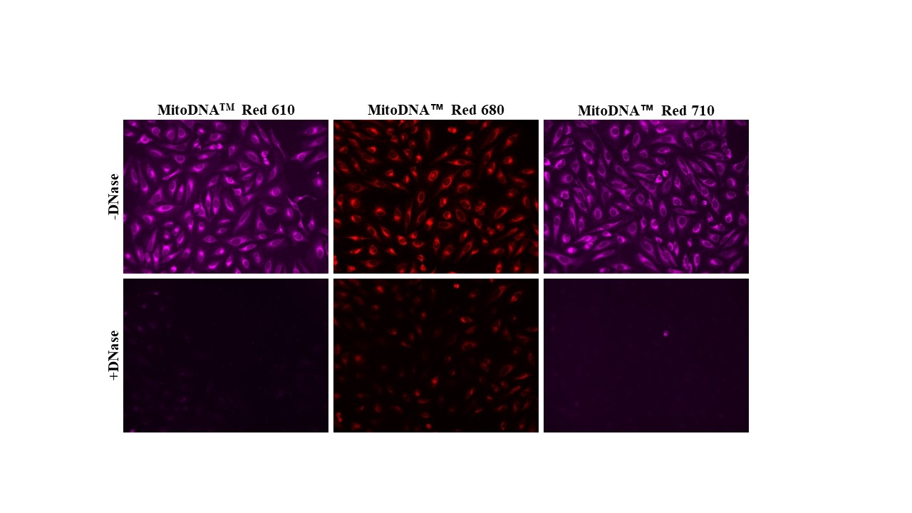 MitoDNA™ dyes