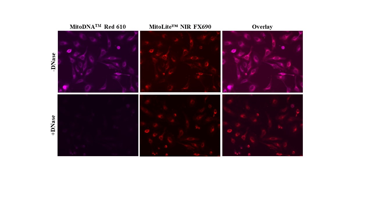 MitoDNA™ Red 610 and MitoLite™ NIR FX690