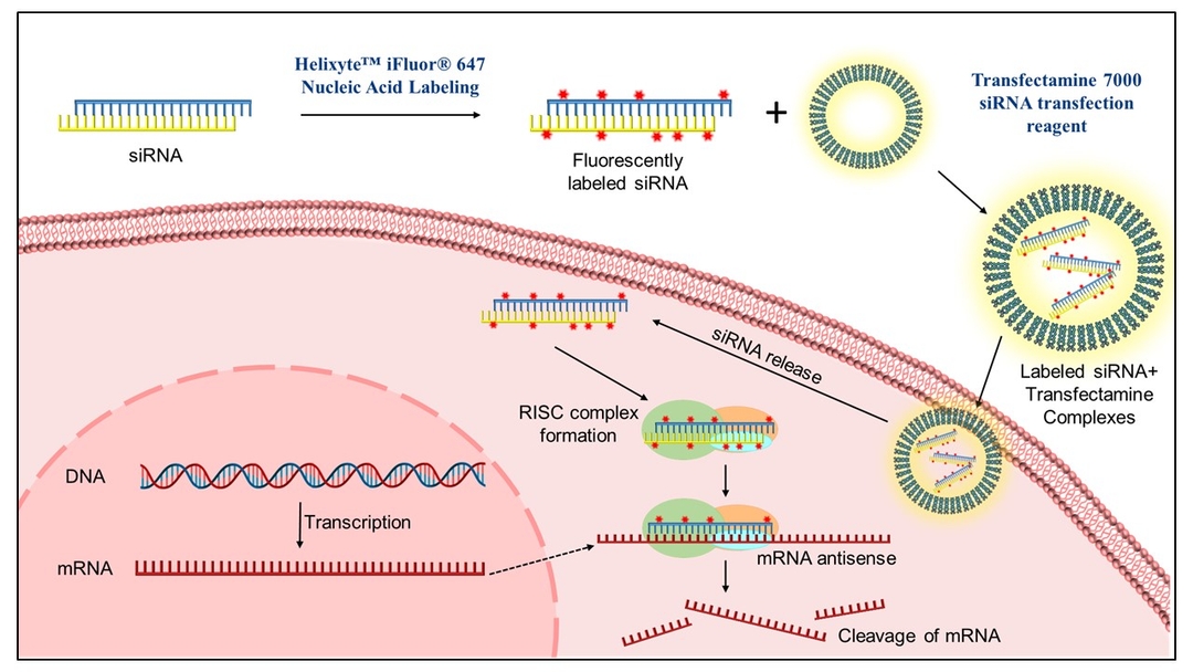 Labeling of siRNA