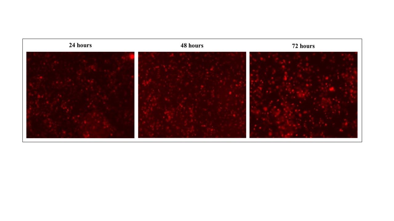 Cy5 labeled siRNA