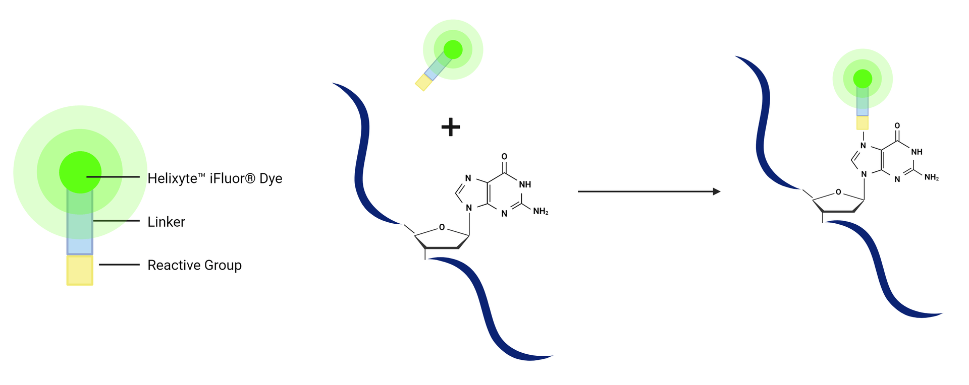 Helixyte Labeling Mechanism