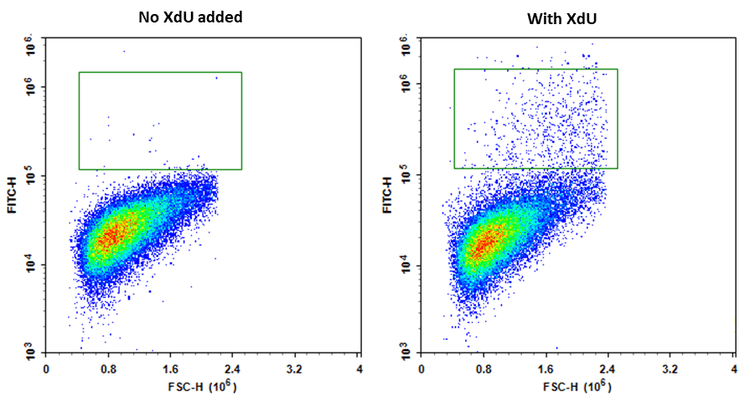 Cell Senescence And Analysis Aat Bioquest 2576