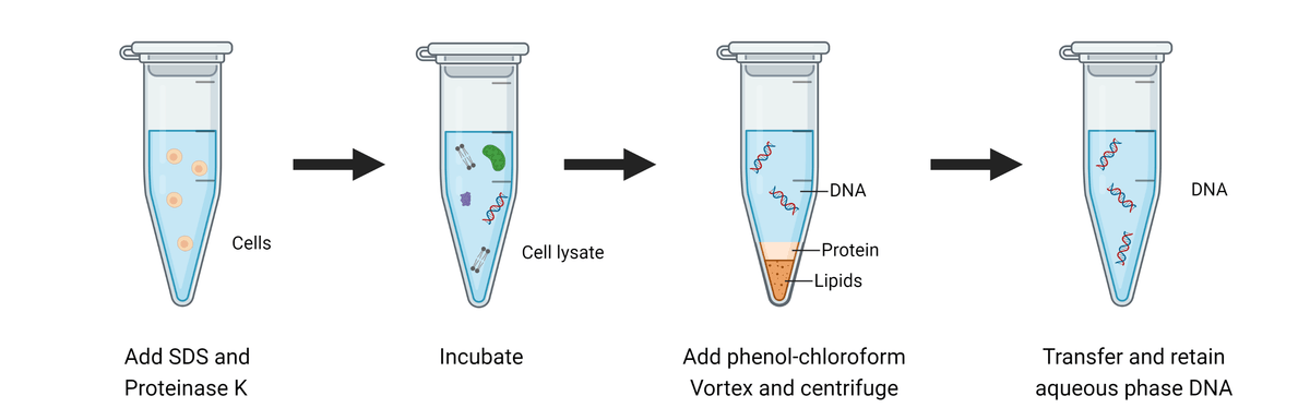 Experimental Protocol for DNA Extraction | AAT Bioquest