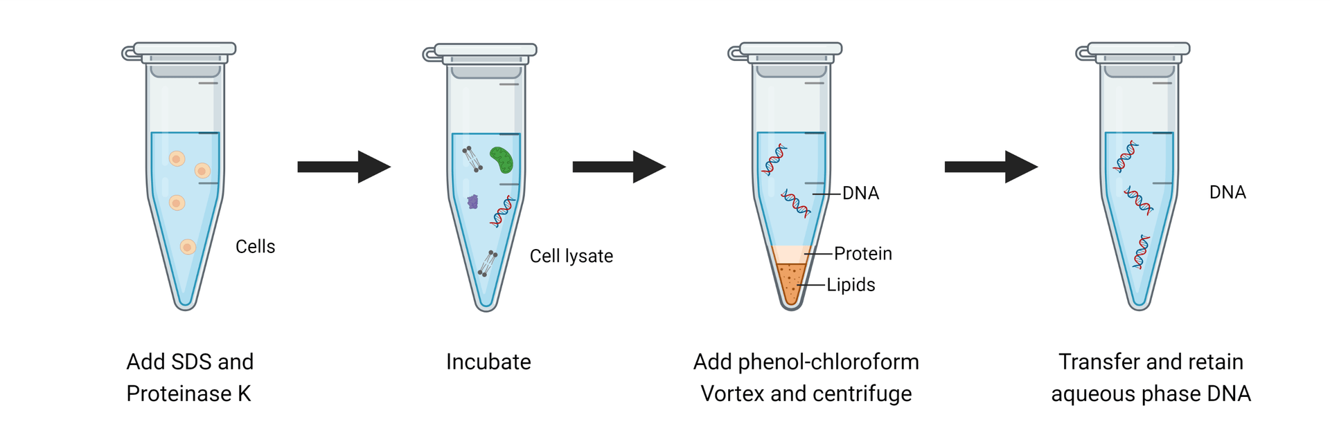 Overview of DNA Extraction Methods | AAT Bioquest