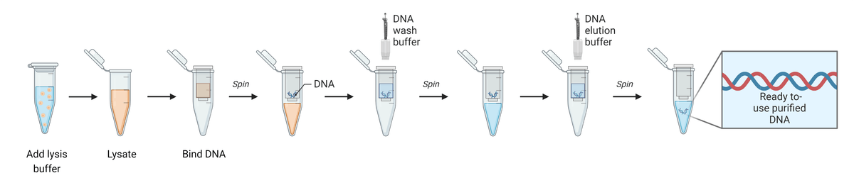 Overview of DNA Extraction Methods | AAT Bioquest