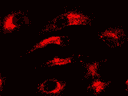 <b>Image of Live HeLa Cells Stained with Protonex™ Red 600.</b> Live HeLa cells were seeded in a 96-well plate and cultured overnight. Following the removal of the growth medium, the cells were washed with Hanks' Balanced Salt Solution (HBSS) and subsequently stained with 0.6 µM Protonex™ Red 600 for 30 minutes at 37°C. After staining, the cells were washed again with HBSS and imaged using fluorescence microscopy with a TRITC filter.