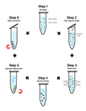 Steps for capture of biotin-labeled macromolecules with streptavidin magnetic beads.