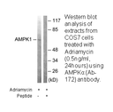 Product image for AMPK1 (Ab-174) Antibody