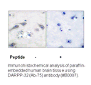 Product image for DARPP-32 (Ab-75) Antibody