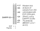 Product image for DARPP-32 (Ab-75) Antibody