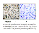 Product image for MEF2A (Ab-408) Antibody