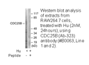 Product image for CDC25B (Ab-323) Antibody