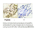 Product image for Cyclin B1 (Ab-126) Antibody