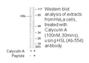 Product image for HSL (Ab-554) Antibody