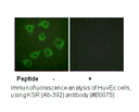 Product image for KSR (Ab-392) Antibody