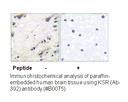 Product image for KSR (Ab-392) Antibody