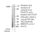 Product image for KSR (Ab-392) Antibody