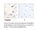 Product image for PLCB3 (Ab-1105) Antibody