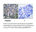 Product image for SYK (Ab-348) Antibody