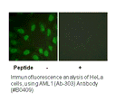 Product image for AML1 (Ab-303) Antibody