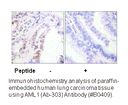 Product image for AML1 (Ab-303) Antibody